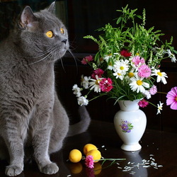 Пазл: Котонатюрморт