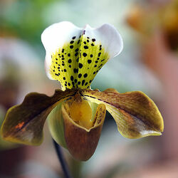 Пазл: Фотоэтюд