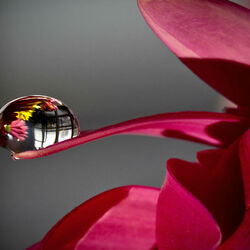 Пазл: Капля