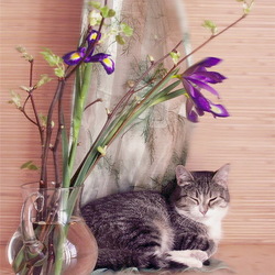 Пазл: Котонатюрморт