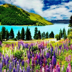 Пазл: Люпины