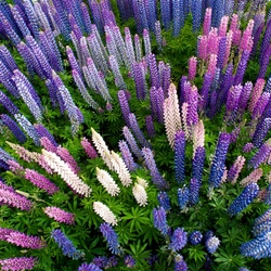 Пазл: Цветущие люпины