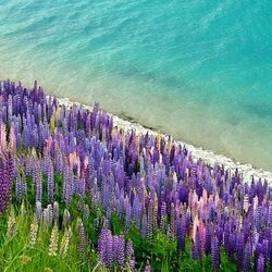 Пазл: Цветущие люпины 