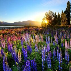 Пазл: Цветущие люпины 