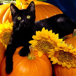 Пазл: Желтое и черное