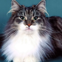 Пазл: Пушистый красавец