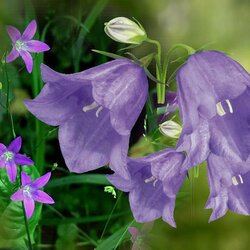 Пазл: Цветочная поляна