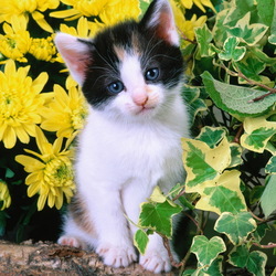 Пазл: Котенок в цветах