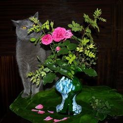 Пазл: Котонатюрморт