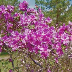 Пазл:  Цветение багульника