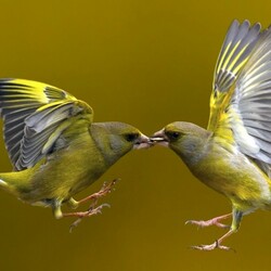 Пазл: Подкормка на лету