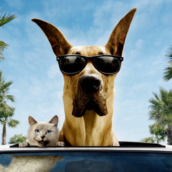 Пазл: Мармадюк