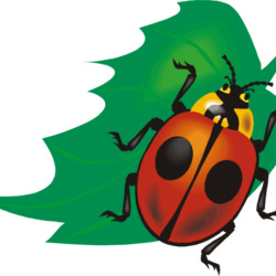 Пазл: Божья коровка