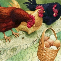 Пазл: Курицы и яйца