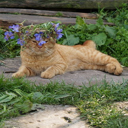 Пазл: Хорошо на даче