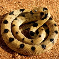 Пазл: Красивая змея