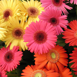 Пазл: Герберы