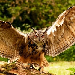 Пазл: Раскрывая крылья