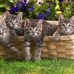 Пазл: Котята в корзинке