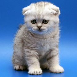 Пазл: Котёнок