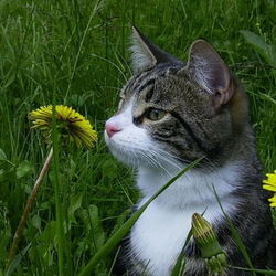 Пазл: Кот среди одуванчиков