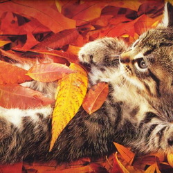 Пазл: Осенний котёнок