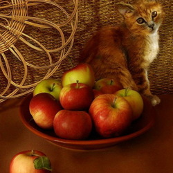 Пазл: Котонатюрморт