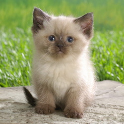 Пазл: Котёнок