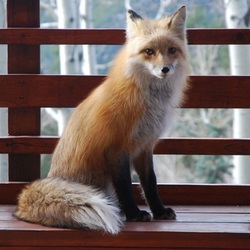 Пазл: Рыжая красавица