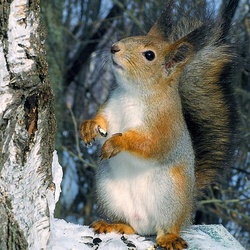 Пазл: Лесная красавица