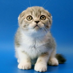 Пазл: Котёнок