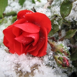 Пазл: Фотозарисовка 