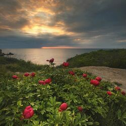 Пазл: Пионы на закате