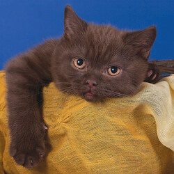 Пазл: Котёнок