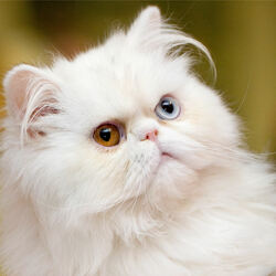 Пазл: Белая киса