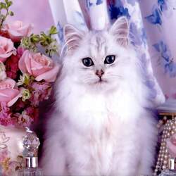 Пазл: Белая красавица