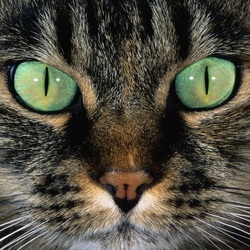 Пазл: Зелёные глаза