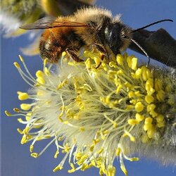 Пазл: Пчелка