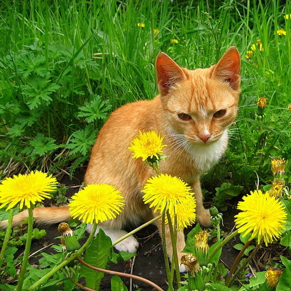 Кот и одуванчики картинки