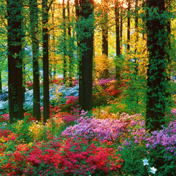 Пазл: Рассвет