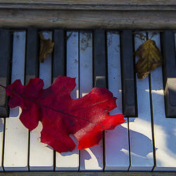 Пазл: Осенняя мелодия