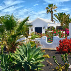 Пазл: Канары