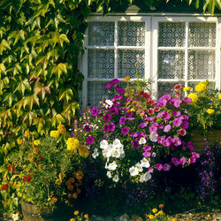 Пазл: Окошко в цветах