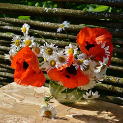 Пазл: Маки и ромашки