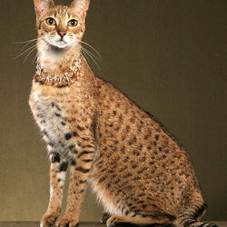 Пазл: Кошка породы Саванна