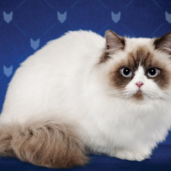 Пазл: Кошка породы Наполеон
