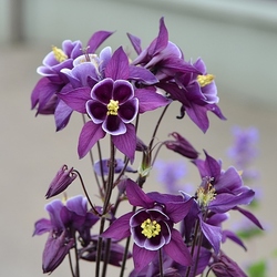 Пазл: Водосбор