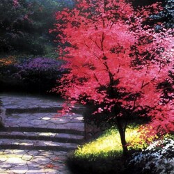 Пазл: Алое дерево