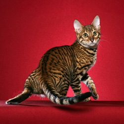 Пазл: Кошка породы Тойгер