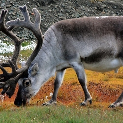 Пазл: Краснокнижный олень